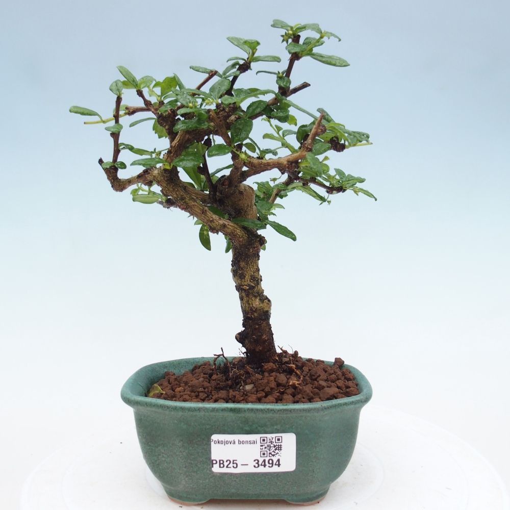 Room bonsai - Carmona macrophylla - Tea fuki
