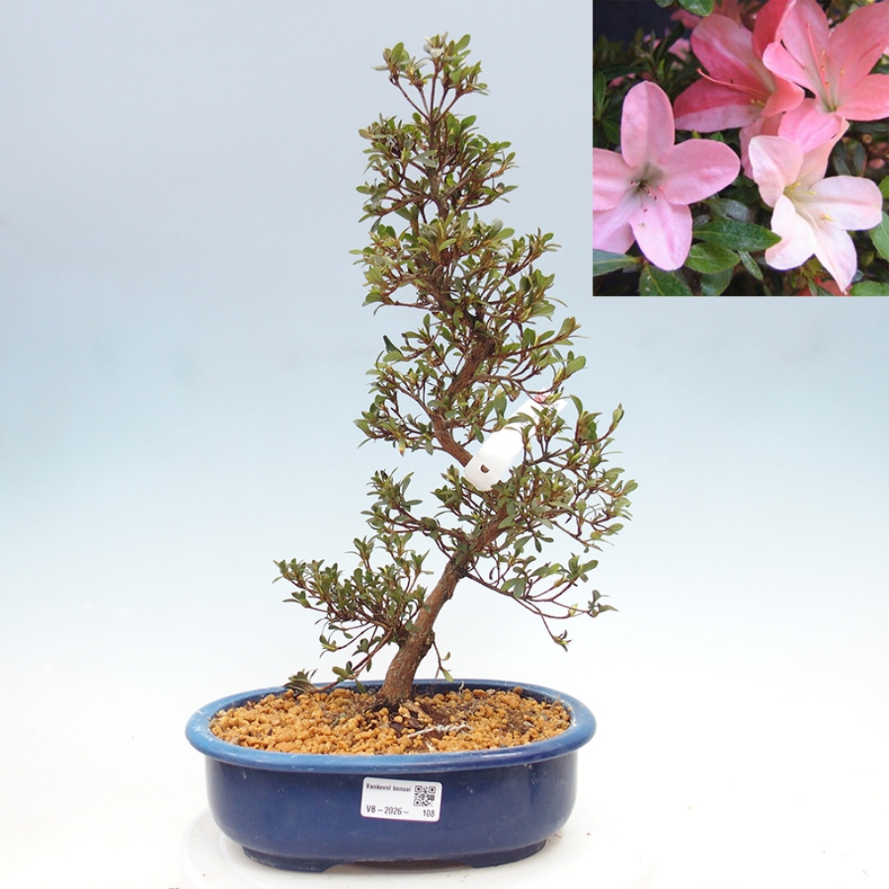 Outdoor bonsai - Japanese Azalea - Azalea Nikko
