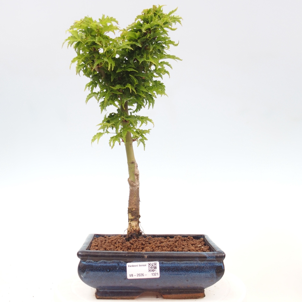 Outdoor bonsai -Javor palm Acer palmatum Shishigashira