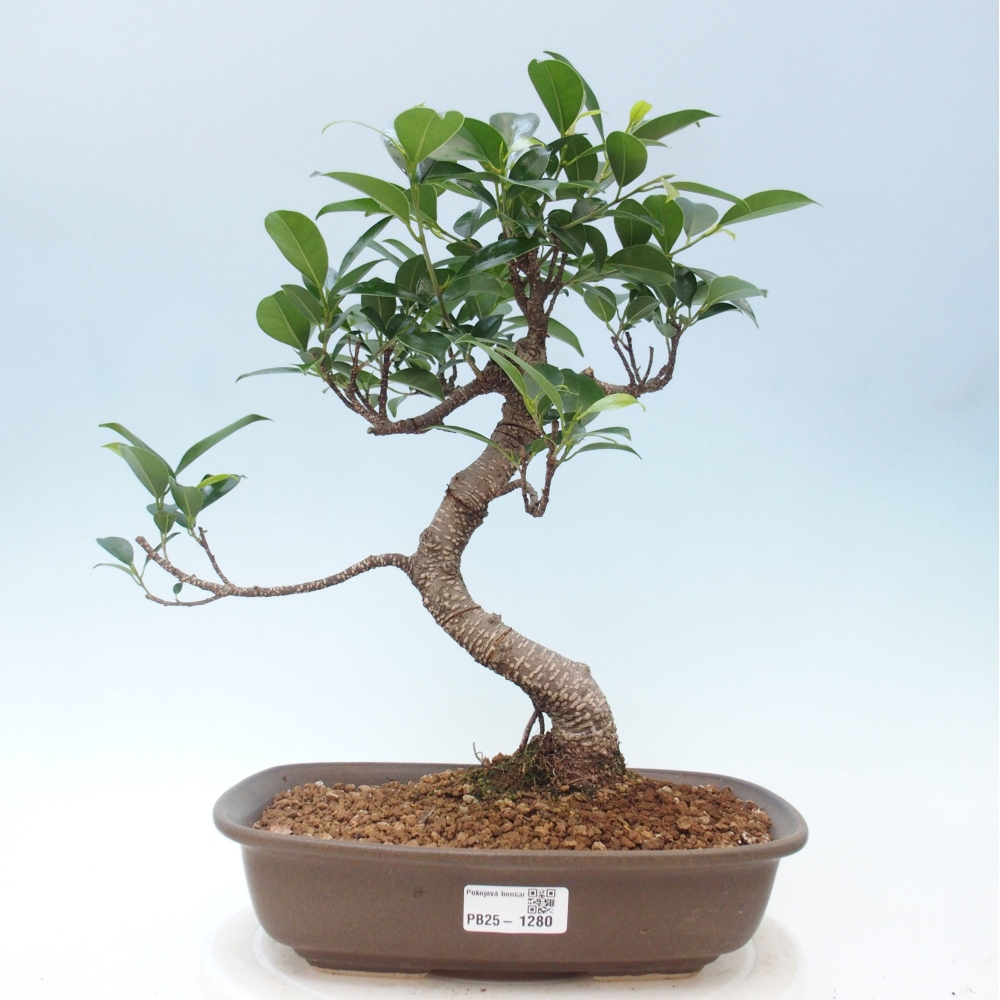 Indoor bonsai - Ficus kimmen - small-leaved ficus