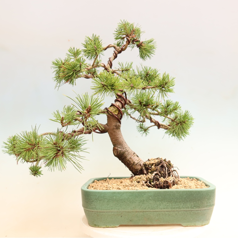 Outdoor Bonsai - Pinus mugo Humpy  - Mountain Pine