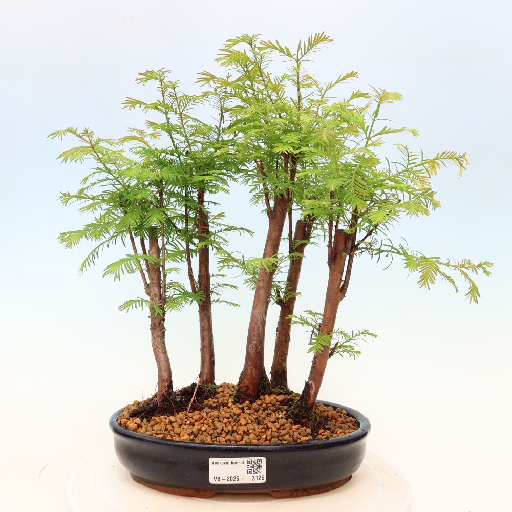 Outdoor Bonsai - Metasequoia glyptostroboides - Chinese Metasequoia - Grove