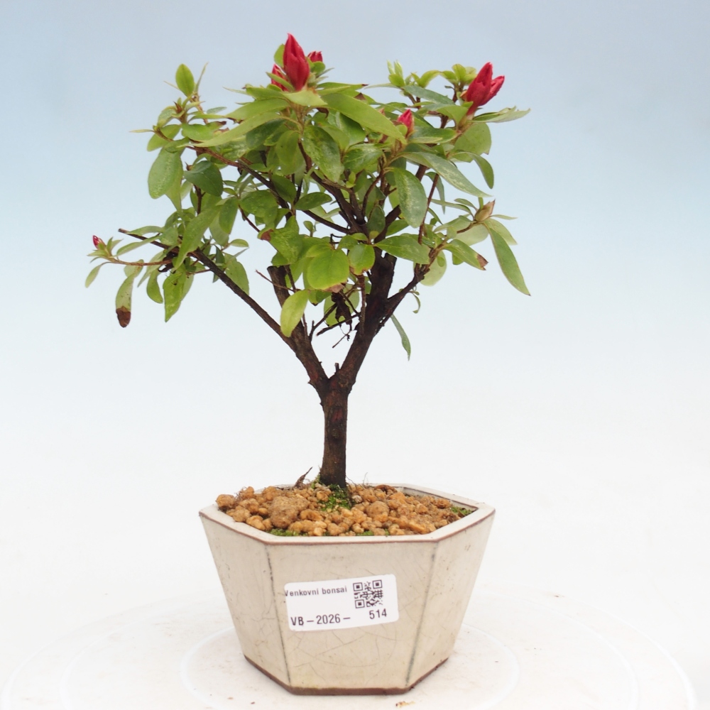 Outdoor bonsai - Japanese azalea - Azalea sp.