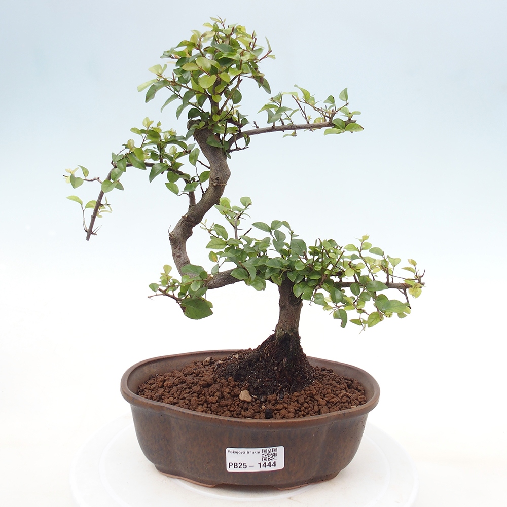 Indoor bonsai - Sagerécie thea - Sagerécie thea