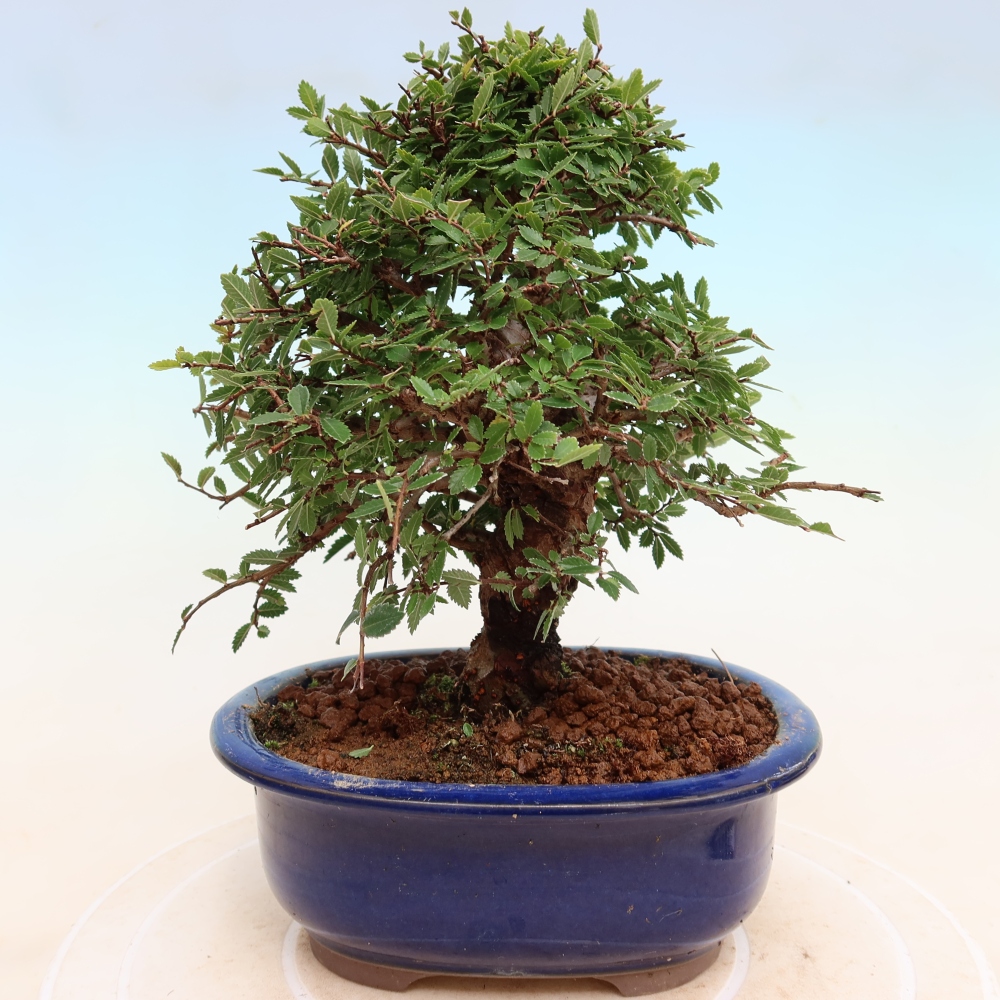 Outdoor bonsai - Zelkova - Zelkova NIRE