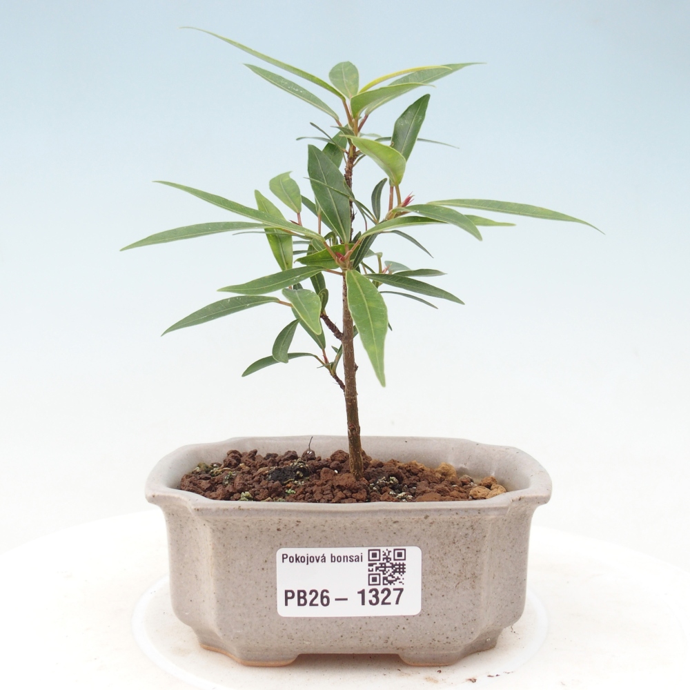 Room bonsai - Ficus nerifolia - small-leaved ficus