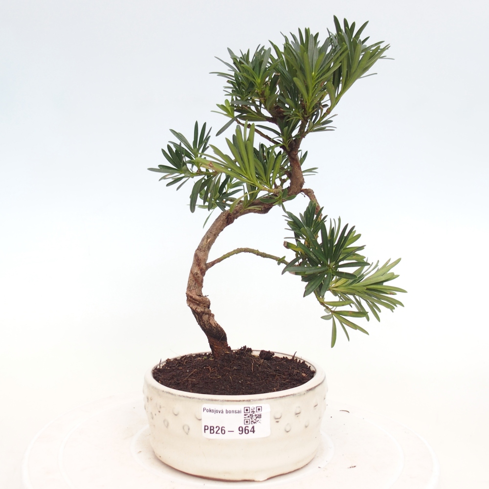 Room bonsai - Podocarpus - Stone Yew