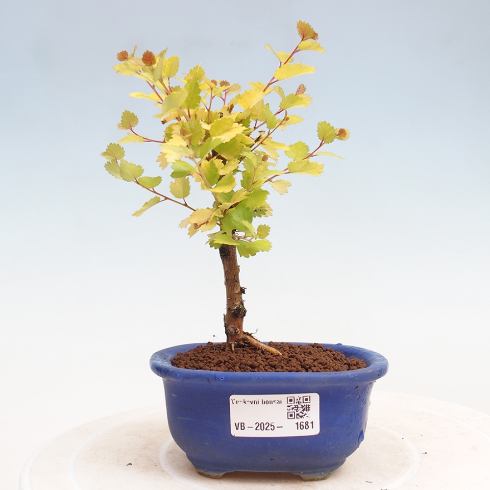 Outdoor bonsai - dwarf birch - Betula NANA Treasure