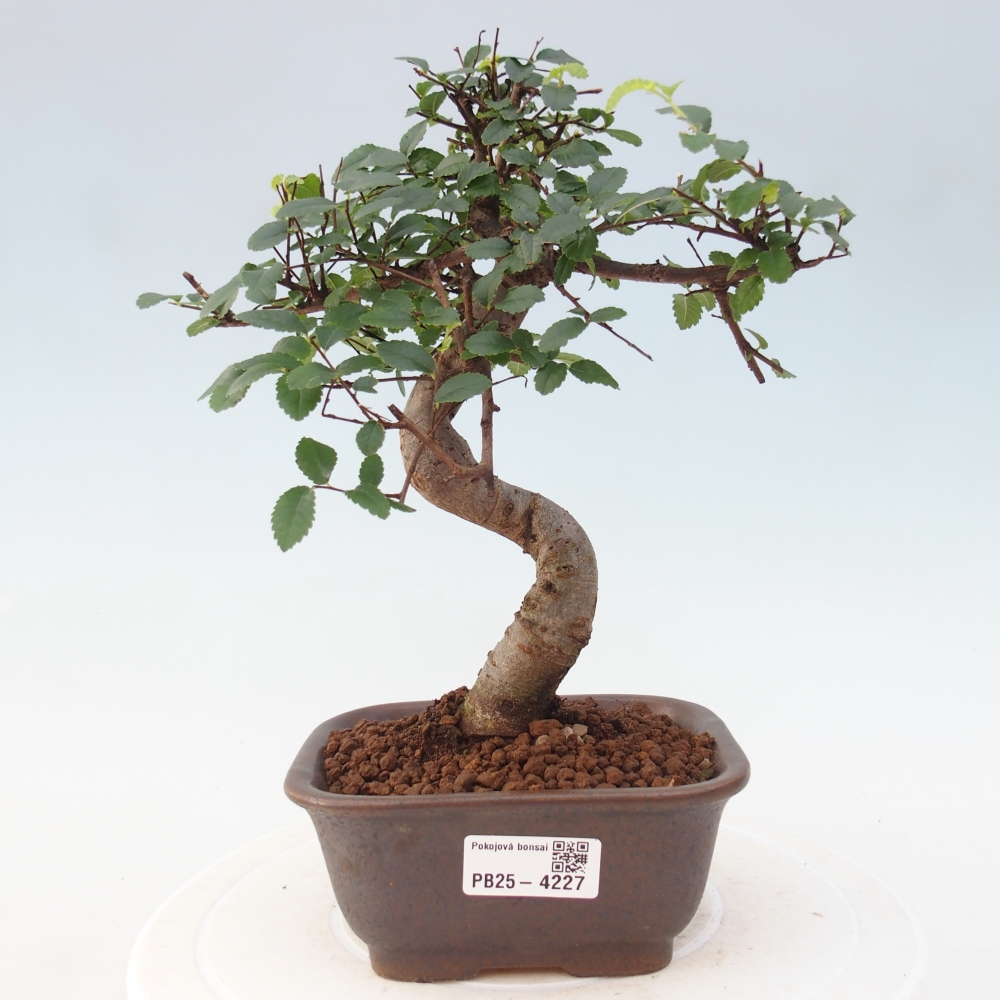 Room bonsai - Ulmus parvifolia - Small-leaved elm