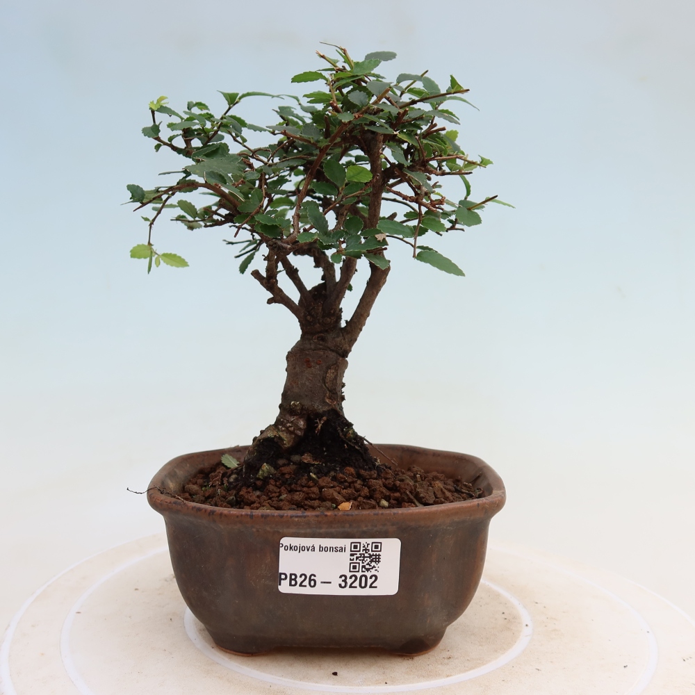 Room bonsai - Ulmus parvifolia - Small-leaved elm