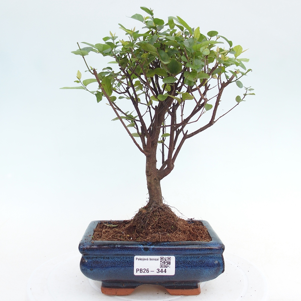 Room bonsai - Sageretia thea - Sageretia thea