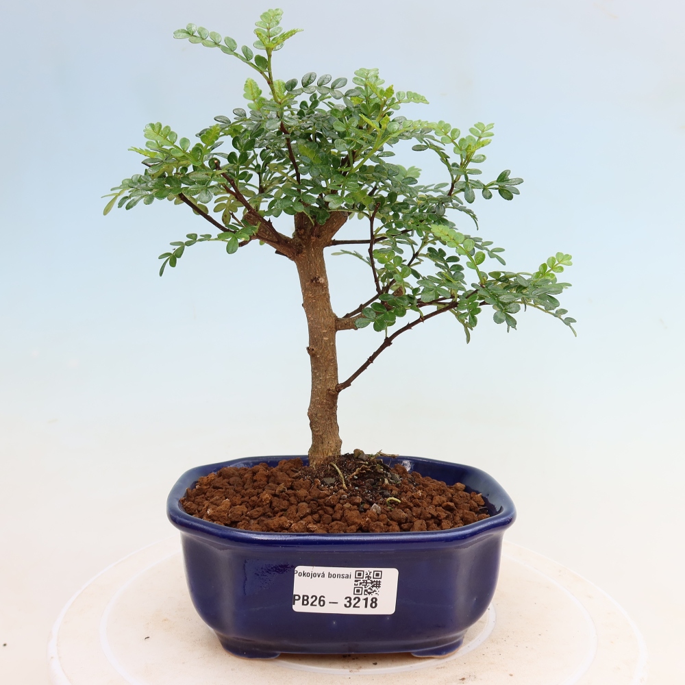 Room bonsai - Zantoxylum piperitum - pepper tree