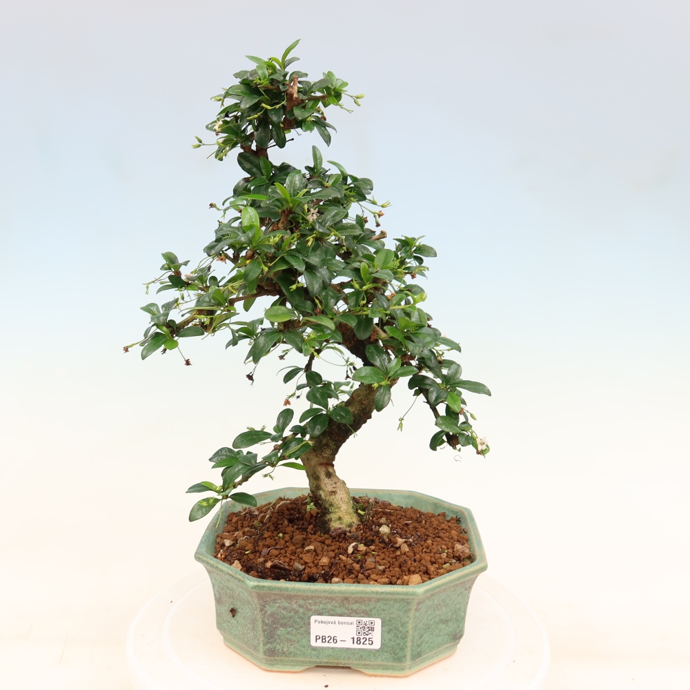 Room bonsai - Carmona macrophylla - Tea fuki