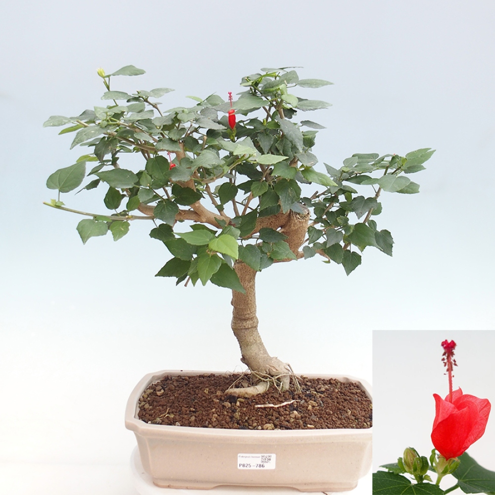 Indoor bonsai - Malvaviscus arboreus - woody hibiscus