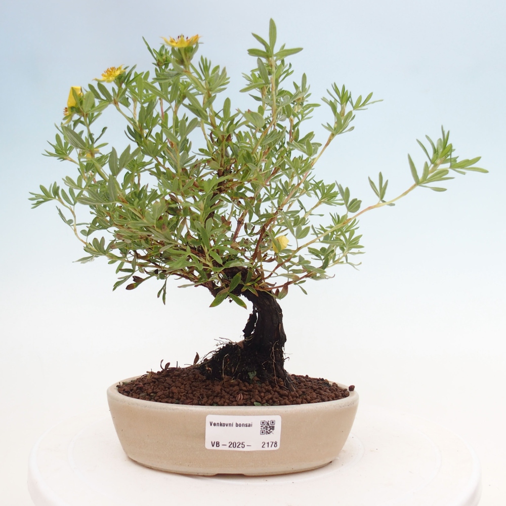 Outdoor bonsai-Cinquefoil - Potentila fruticosa yellow Bird