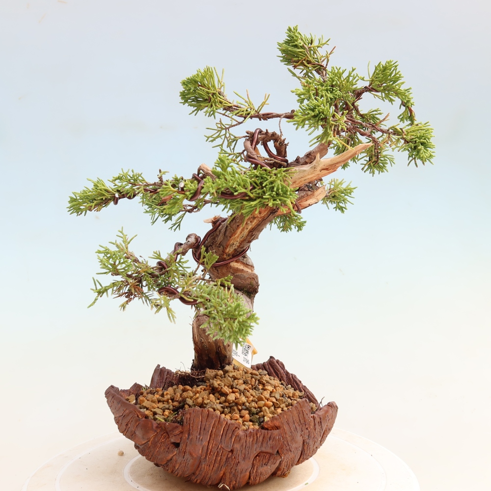 Outdoor Bonsai - Juniperus chinensis Itoigawa - Chinese Juniper
