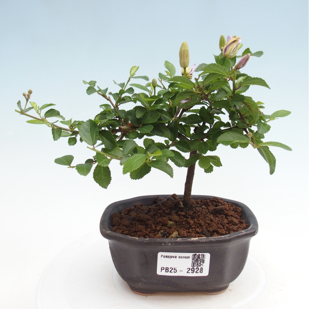 Indoor bonsai - Grewia occidentalis - Lavender star
