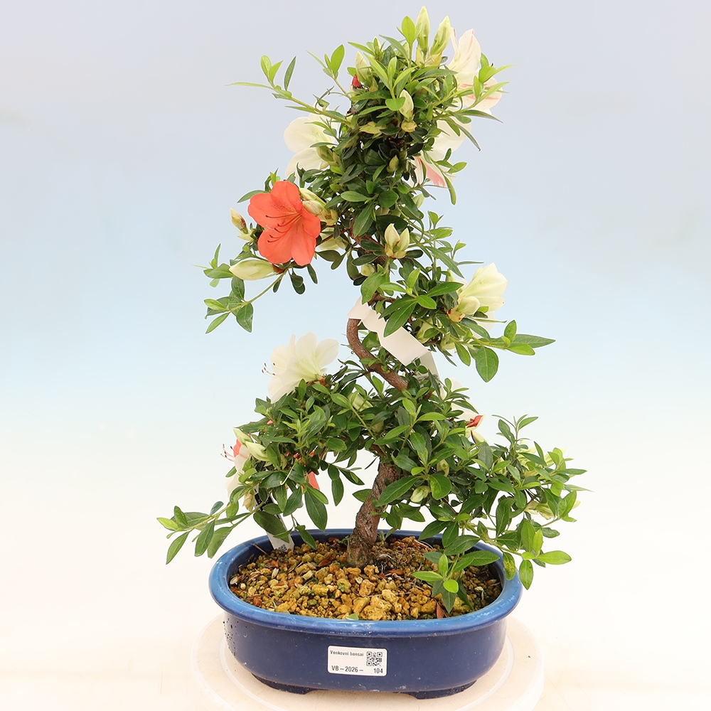 Outdoor bonsai - Japanese azalea - Azalea Asahi-no-izumi