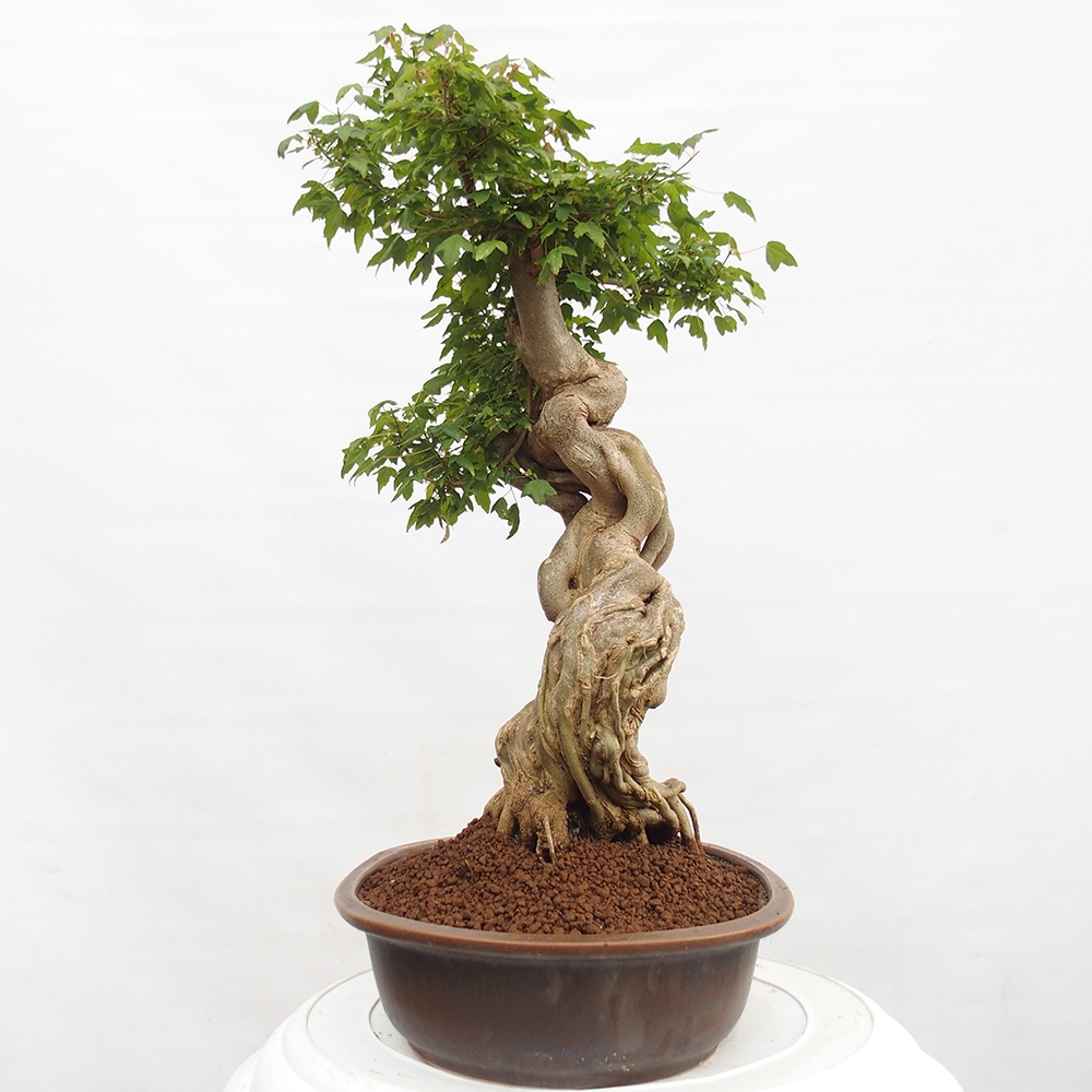 Outdoor bonsai - Maple Buergerianum - Burger Maple