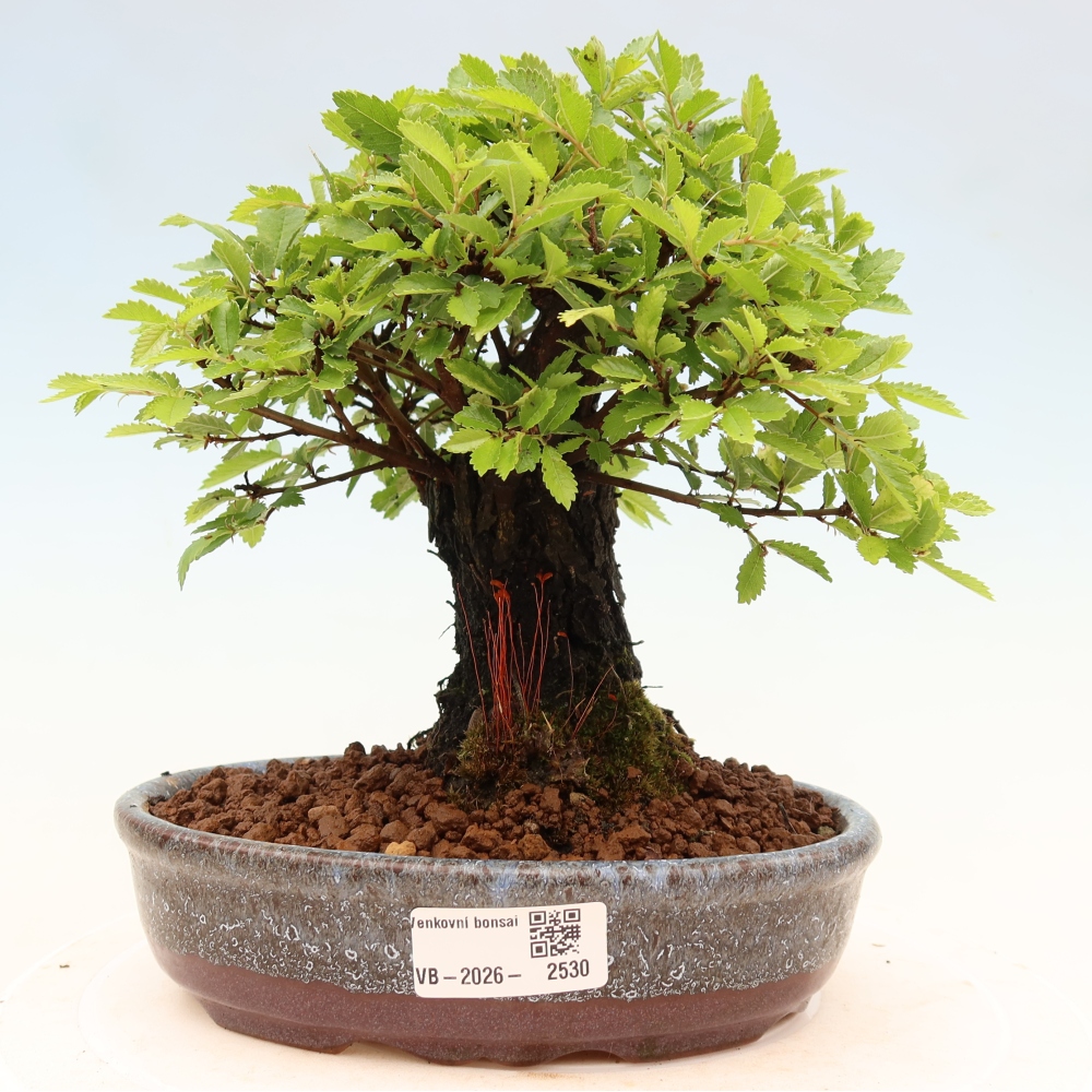 Outdoor bonsai - Zelkova - Zelkova NIRE