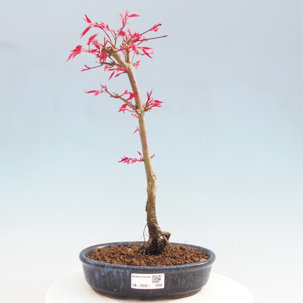 Outdoor bonsai - Acer palmatum DESHOJO
