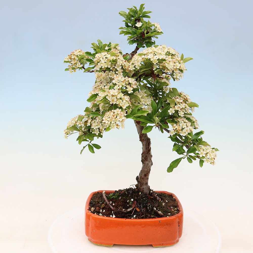 Outdoor Bonsai - Pyracantha teton - Scarlet Firethorn