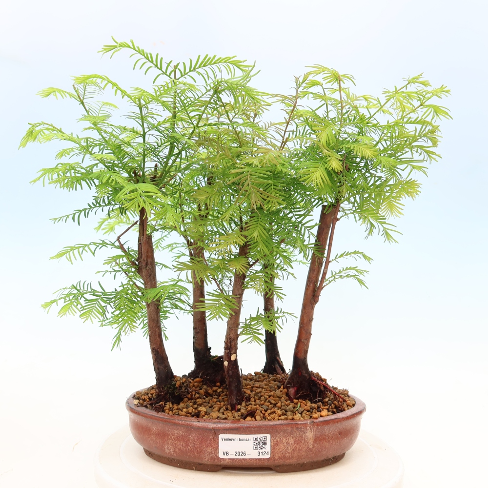 Outdoor Bonsai - Metasequoia glyptostroboides - Chinese Metasequoia - Grove