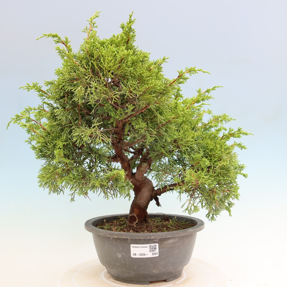 Outdoor Bonsai - Juniperus chinensis Itoigawa - Chinese Juniper