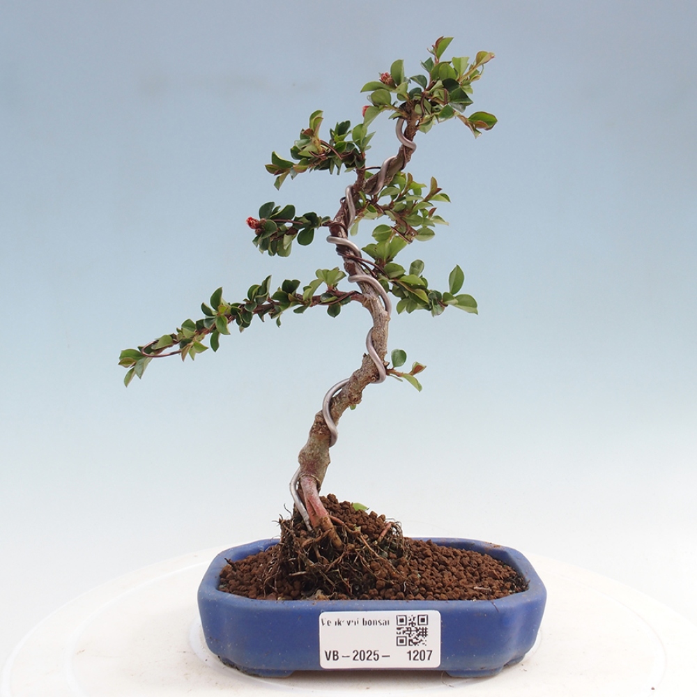 Outdoor bonsai - Cotoneaster horizontalis - Rock tree