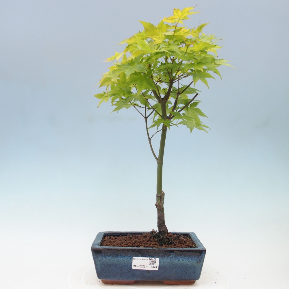 Acer palmatum Aureum - Golden Palm Maple