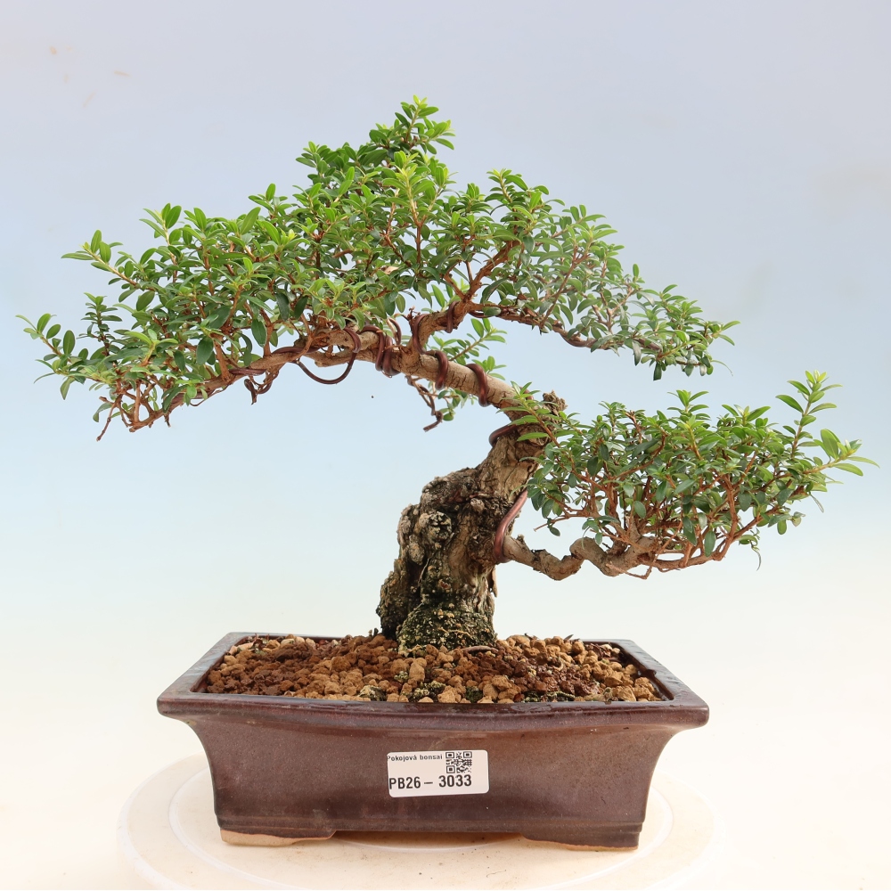 Indoor Bonsai - Myrtus communis - Common Myrtle