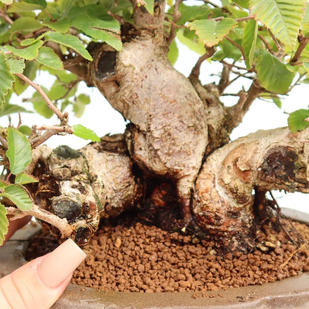 Outdoor bonsai -Carpinus CARPINOIDES - Korean Hornbeam