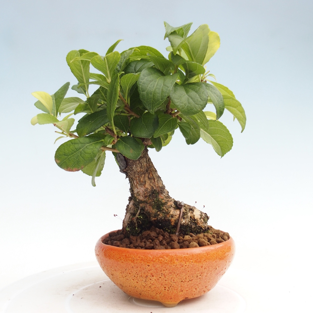 Outdoor bonsai - Celastrus Jesenec