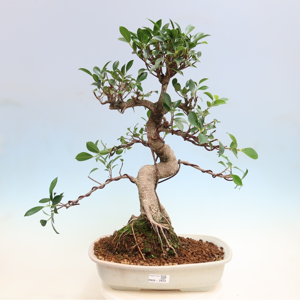 Room bonsai - Ficus kimmen - small-leaved ficus