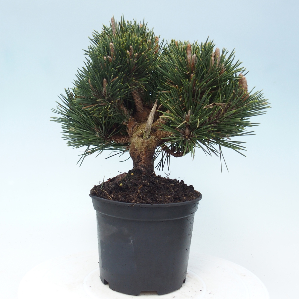 Outdoor bonsai - Pinus thunbergii senjyumaru - Thunberg pine