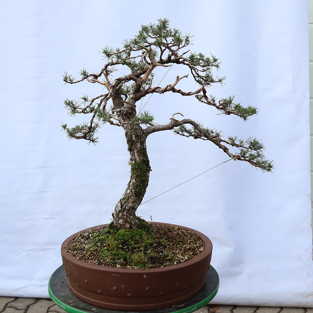 Pinus sylvestris Spain - Scots pine
