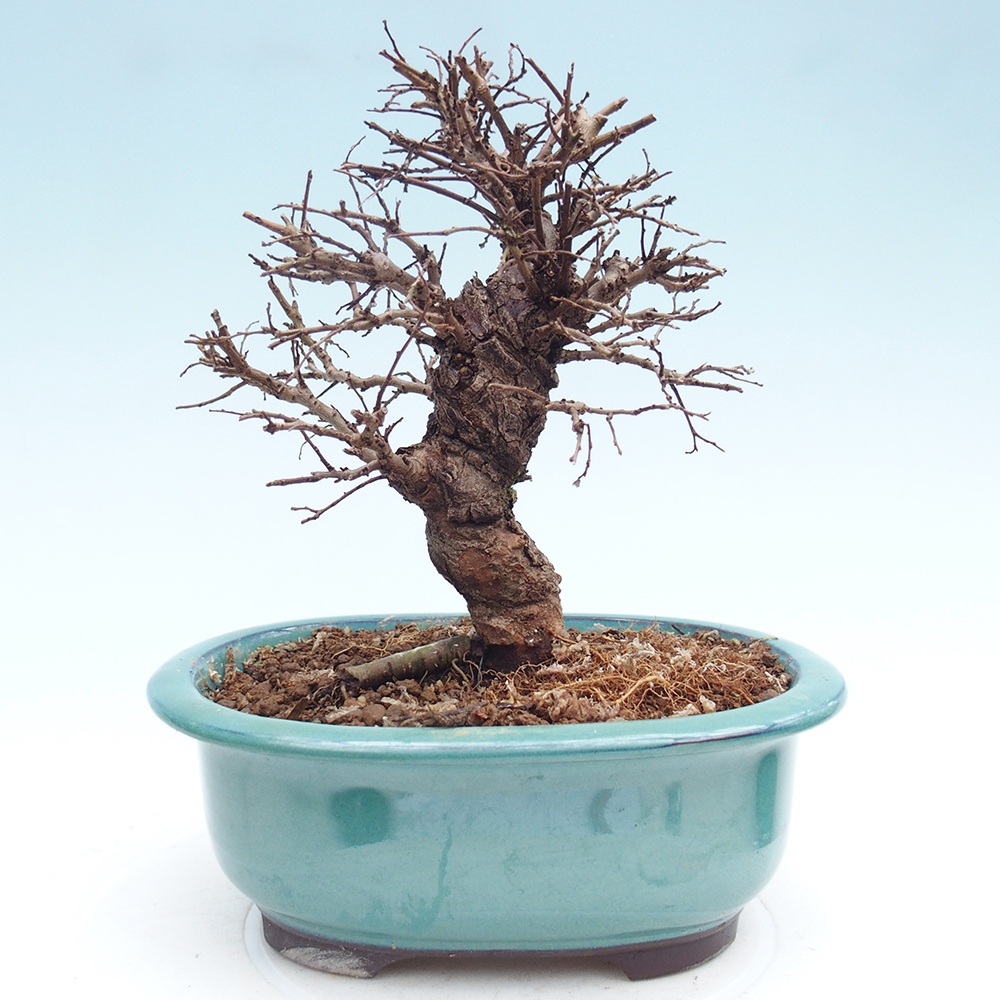 Outdoor bonsai - Zelkova - Zelkova NIRE