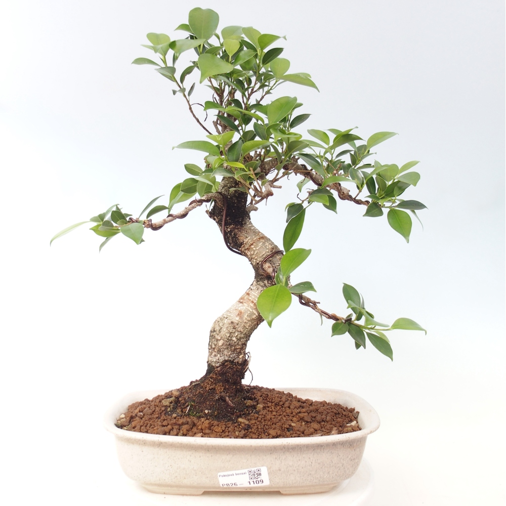 Room bonsai - Ficus kimmen - small-leaved ficus