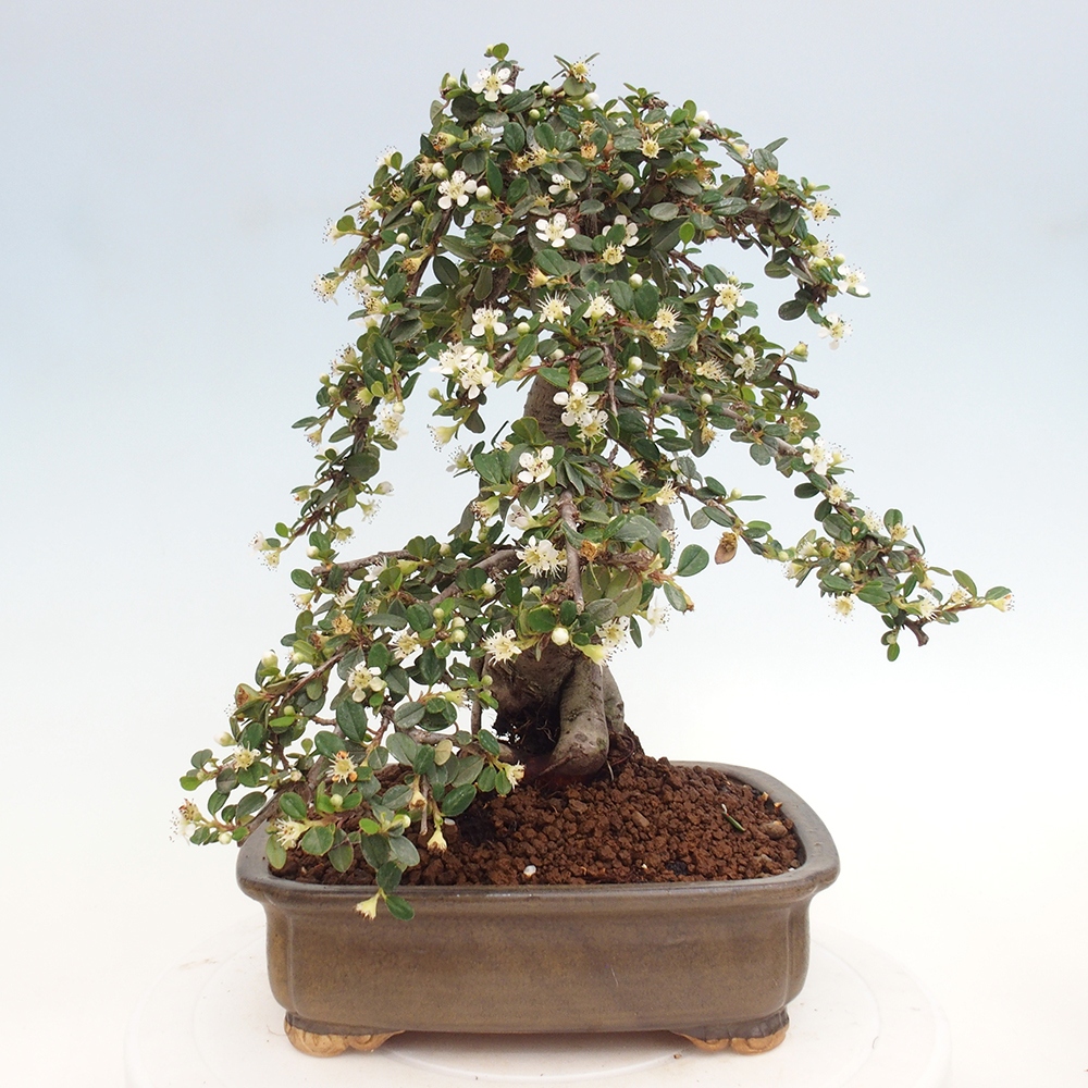 Outdoor bonsai-Cotoneaster dammeri - Rock Damer