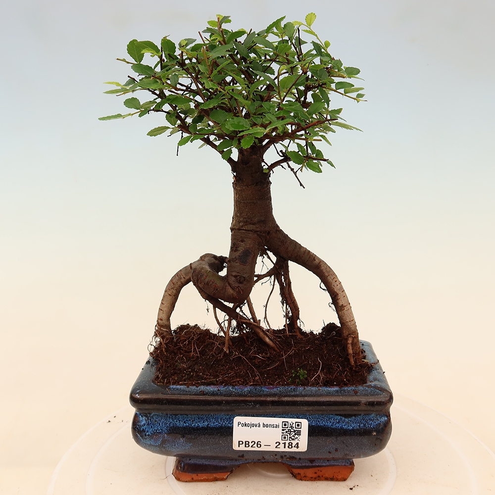 Room bonsai - Ulmus parvifolia - Small-leaved elm