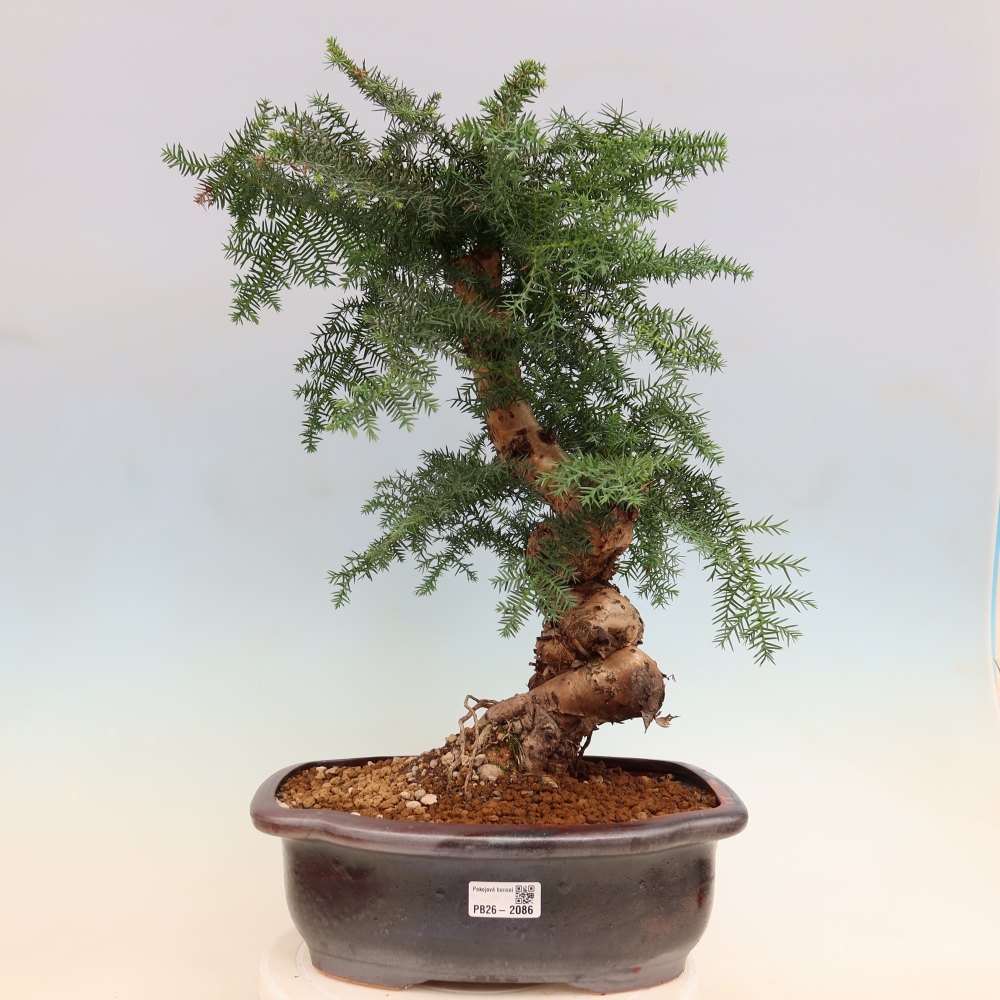 Indoor Bonsai - Araucaria - Indoor Spruce