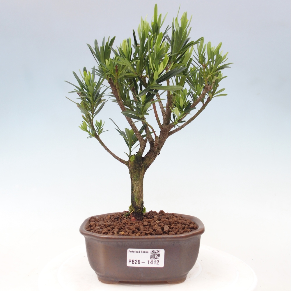 Room bonsai - Podocarpus - Stone Yew