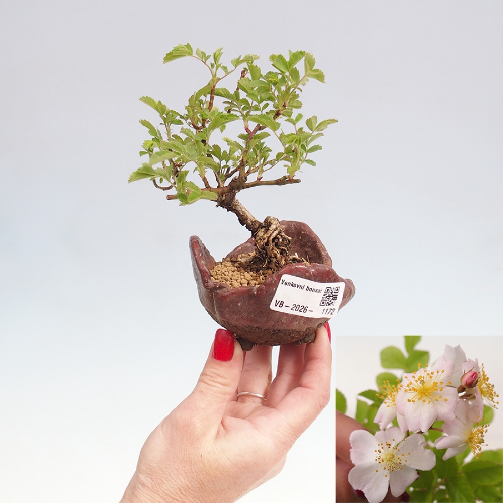 Outdoor bonsai - Rosa sp. - small-flowered rose