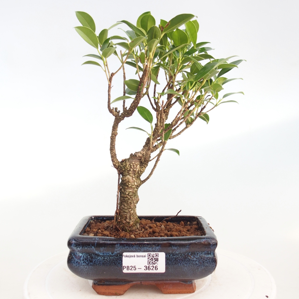Room bonsai - Ficus retusa - small-leaved ficus