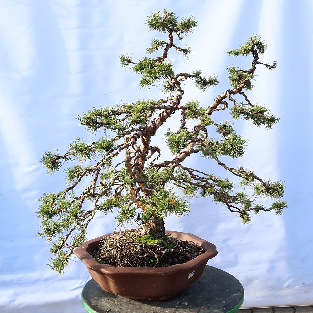 Pinus sylvestris Spain - Scots pine