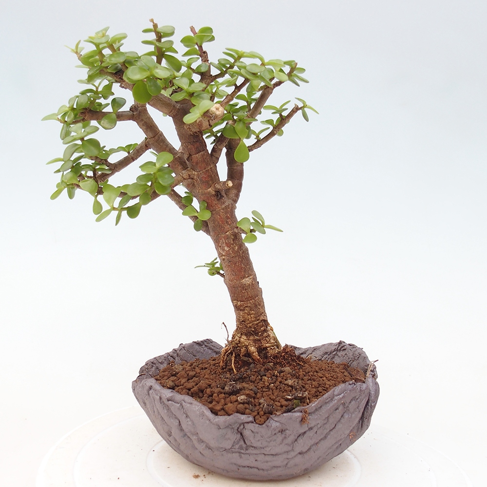 Room bonsai - Portulakaria Afra - Tlustice