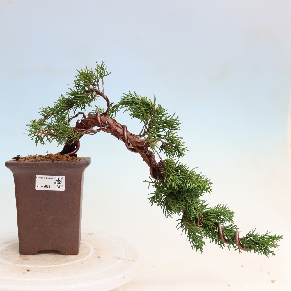 Outdoor bonsai - Juniperus chinensis Kishu