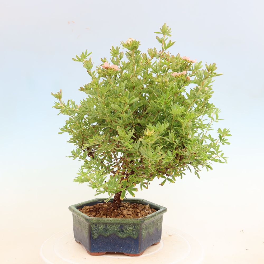 Outdoor Bonsai—Shrubby Cinquefoil—Potentilla fruticosa 'Bellissima'