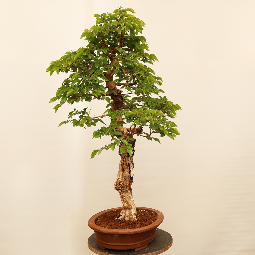 Outdoor bonsai - Carpinus Coreana - Korean hornbeam