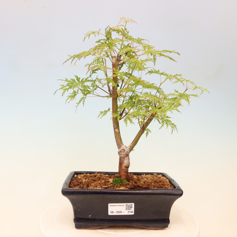 Outdoor Bonsai - Acer palmatum Dissectum - Japanese Maple 